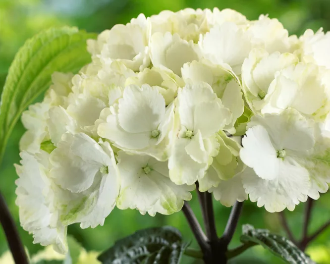 Hydrangea Macrophylla Onyx™ ‘Zebra’, Onyx™ ‘Zebra’ Hydrangea, Bigleaf Hydrangea Onyx™ ‘Zebra’, Mophead Hydrangea Onyx™ ‘Zebra’, White hydrangea, Blue hydrangea,Purple hydrangea