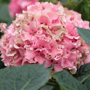 Hydrangea Macrophylla 'Spike', Spike Hydrangea, Bigleaf Hydrangea 'Spike', Mophead Hydrangea 'Spike', Hortensia 'Spike', Blue Hydrangea, Pink Hydrangea