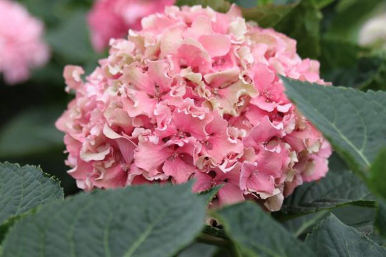 Hydrangea Macrophylla 'Spike', Spike Hydrangea, Bigleaf Hydrangea 'Spike', Mophead Hydrangea 'Spike', Hortensia 'Spike', Blue Hydrangea, Pink Hydrangea