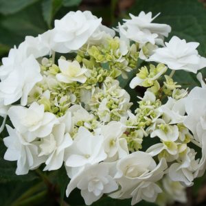 Hydrangea Macrophylla 'Wedding Gown', Wedding Gown Hydrangea, White Hydrangea, Hydrangea 'Wedding Gown', Bigleaf Hydrangea 'Wedding Gown', Lacecap Hydrangea 'Wedding Gown', Hydrangea macrophylla 'Dancing Snow', Hydrangea macrophylla 'Doppio Bianco', White flowers, White Hydrangea
