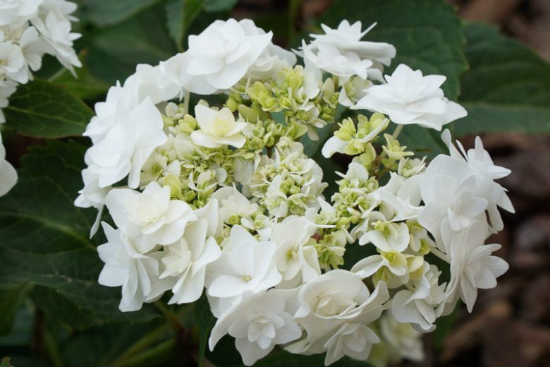 Hydrangea Macrophylla 'Wedding Gown', Wedding Gown Hydrangea, White Hydrangea, Hydrangea 'Wedding Gown', Bigleaf Hydrangea 'Wedding Gown', Lacecap Hydrangea 'Wedding Gown', Hydrangea macrophylla 'Dancing Snow', Hydrangea macrophylla 'Doppio Bianco', White flowers, White Hydrangea