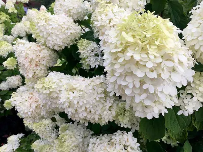 Hydrangea Paniculata 'Grandiflora', Hydrangea 'Grandiflora', Grandiflora Hydrangea, White Flowers, White Hydrangea, Hydrangea 'Pee Gee'