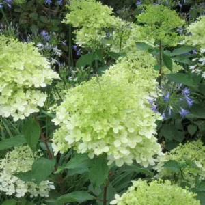 Hydrangea Paniculata 'Greenspire', Hydrangea 'Greenspire', Greenspire Hydrangea, Hydrangea paniculata 'Green Spire'