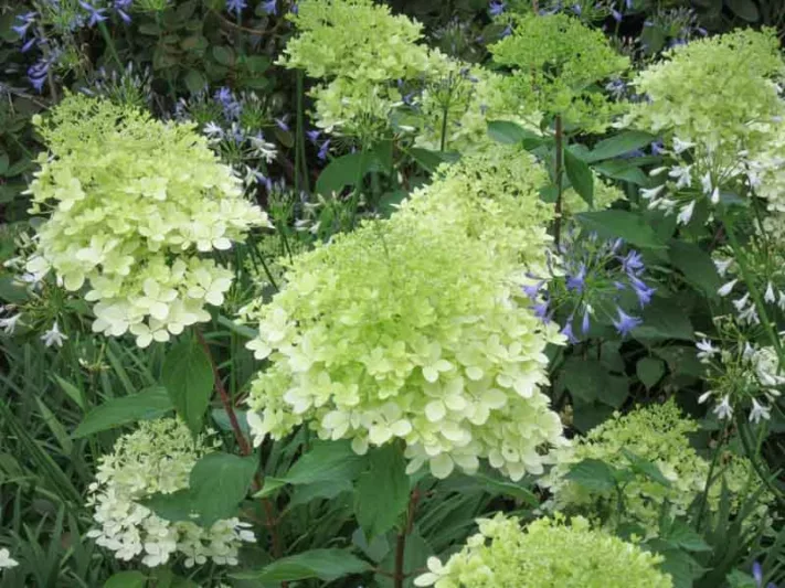 Hydrangea Paniculata 'Greenspire', Hydrangea 'Greenspire', Greenspire Hydrangea, Hydrangea paniculata 'Green Spire'