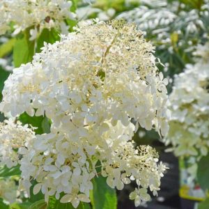 Hydrangea Paniculata 'Phantom', Hydrangea 'Phantom', Phantom Hydrangea, Panicle Hydrangea 'Phantom', Paniculate Hydrangea 'Phantom', White Flowers, White Hydrangea