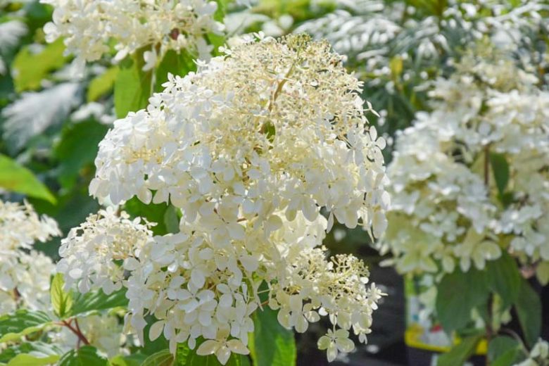 Hydrangea Paniculata 'Phantom', Hydrangea 'Phantom', Phantom Hydrangea, Panicle Hydrangea 'Phantom', Paniculate Hydrangea 'Phantom', White Flowers, White Hydrangea