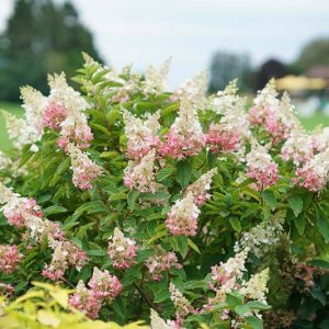 Pinky Winky Hydrangea, Hydrangea Paniculata Pinky Winky®, Hydrangea Pinky Winky®, Panicle Hydrangea Pinky Winky®, Paniculate Hydrangea Pinky Winky®, Pink Flowers, Pink Hydrangea,Hydrangea paniculata 'Dvppinky'