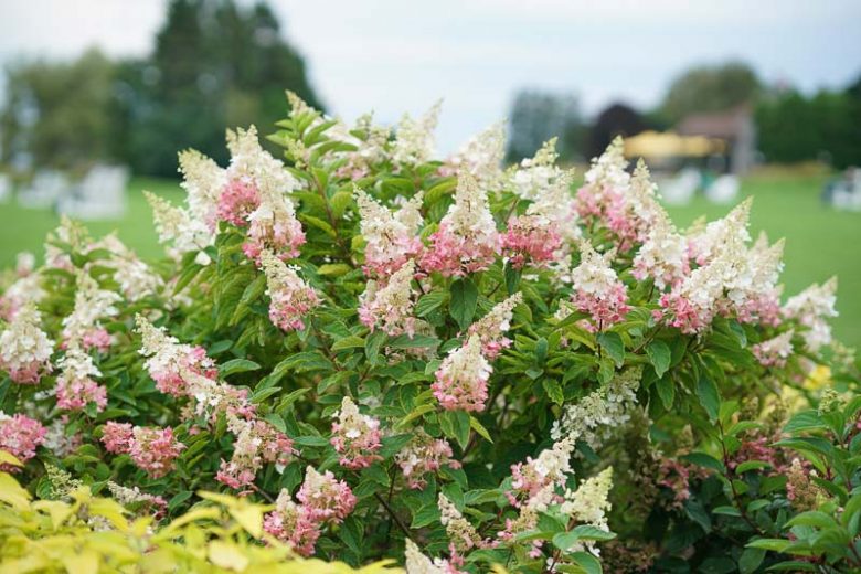 Pinky Winky Hydrangea, Hydrangea Paniculata Pinky Winky®, Hydrangea Pinky Winky®, Panicle Hydrangea Pinky Winky®, Paniculate Hydrangea Pinky Winky®, Pink Flowers, Pink Hydrangea,Hydrangea paniculata 'Dvppinky'