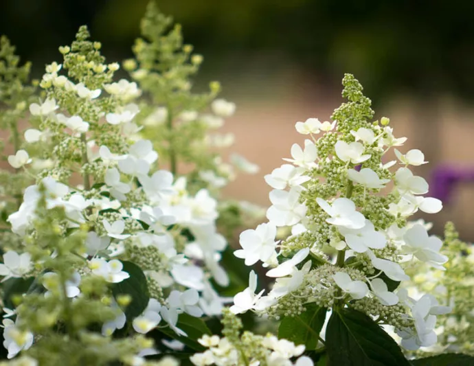 Hydrangea Paniculata 'Tardiva', Hydrangea 'Tardiva', Tardiva Hydrangea, White Flowers, White Hydrangea