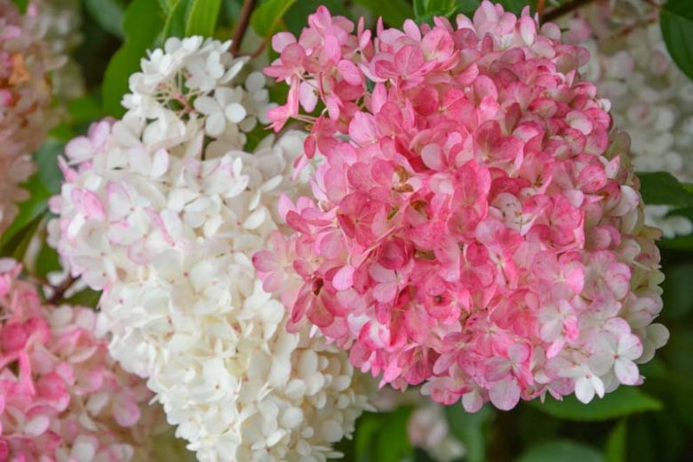 Hydrangea Paniculata 'Vanille Fraise', Vanilla Strawberry Hydrangea, Hydrangea 'Vanille Fraise', Panicle Hydrangea 'Vanille Fraise', Paniculate Hydrangea 'Vanille Fraise', Hydrangea paniculata 'Vanilla Strawberry', Hydrangea paniculata 'Renhy'
