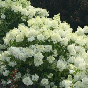 Hydrangea Paniculata Bobo, Bobo Hydrangea, Hydrangea Bobo, Panicle Hydrangea Bobo, Paniculate Hydrangea Bobo, Hydrangea paniculata 'Ilvobo',  Pink Hydrangea, White Hydrangea
