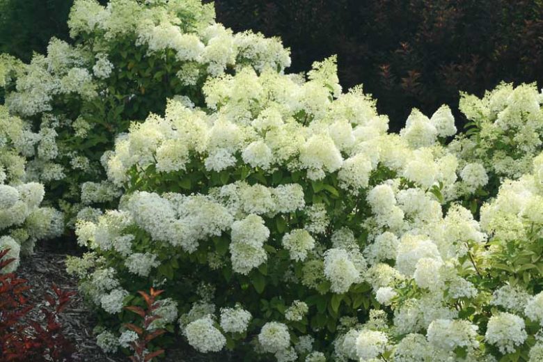 Hydrangea Paniculata Bobo, Bobo Hydrangea, Hydrangea Bobo, Panicle Hydrangea Bobo, Paniculate Hydrangea Bobo, Hydrangea paniculata 'Ilvobo',  Pink Hydrangea, White Hydrangea