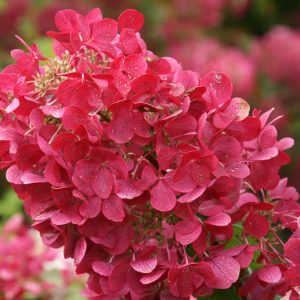 Hydrangea Paniculata Diamond Rouge, Diamond Rouge Hydrangea, Hydrangea 'Diamond Rouge', Panicle Hydrangea 'Diamond Rouge', Paniculate Hydrangea 'Diamond Rouge',  Hydrangea paniculata 'Rendia