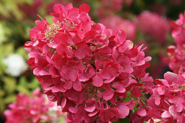 Hydrangea Paniculata Diamond Rouge, Diamond Rouge Hydrangea, Hydrangea 'Diamond Rouge', Panicle Hydrangea 'Diamond Rouge', Paniculate Hydrangea 'Diamond Rouge',  Hydrangea paniculata 'Rendia