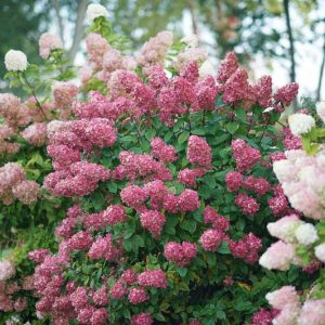 Hydrangea Paniculata Fire Light, Hydrangea Fire Light, Fire Light Hydrangea, Panicle Hydrangea Fire Light, Paniculate HydrangeaFire Light, Pink Flowers, Pink Hydrangea,Hydrangea paniculata 'SMHPFL'