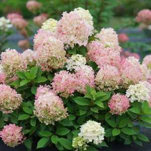 Hydrangea Paniculata Fire Light Tidbit, Hydrangea Fire Light Tidbit, Fire Light Tidbit Hydrangea, Panicle Hydrangea Fire Light Tidbit, Paniculate Hydrangea Fire Light Tidbit, Pink Flowers, Pink Hydrangea,Hydrangea paniculata 'SMNHPK'