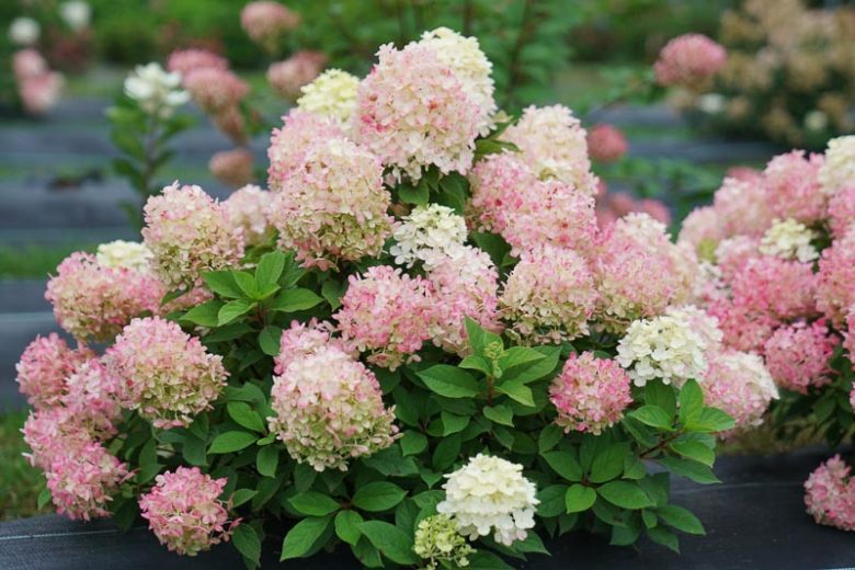 Hydrangea Paniculata Fire Light Tidbit, Hydrangea Fire Light Tidbit, Fire Light Tidbit Hydrangea, Panicle Hydrangea Fire Light Tidbit, Paniculate Hydrangea Fire Light Tidbit, Pink Flowers, Pink Hydrangea,Hydrangea paniculata 'SMNHPK'