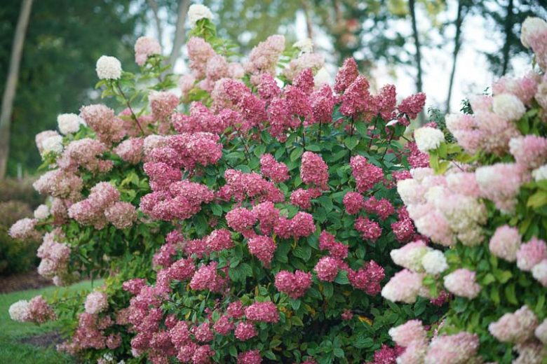 Hydrangea Paniculata Fire Light, Hydrangea Fire Light, Fire Light Hydrangea, Panicle Hydrangea Fire Light, Paniculate HydrangeaFire Light, Pink Flowers, Pink Hydrangea,Hydrangea paniculata 'SMHPFL'