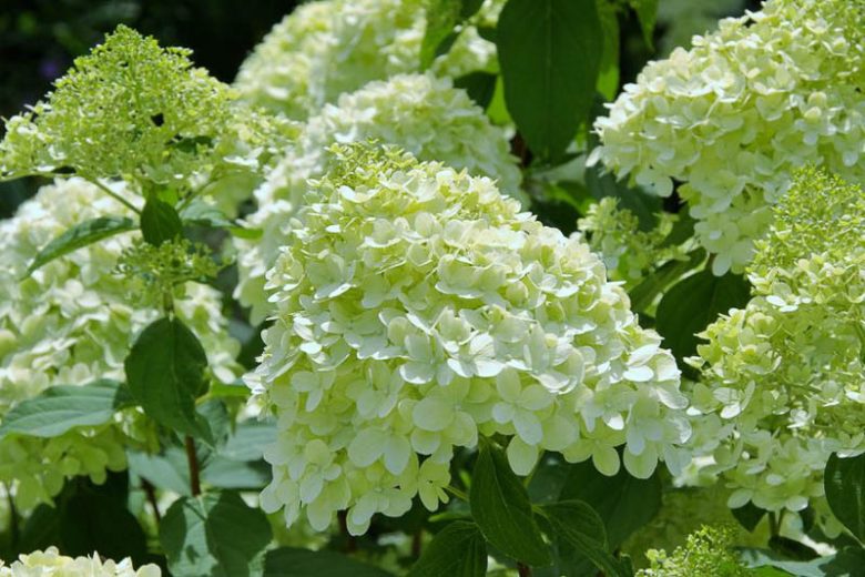 Hydrangea Paniculata 'Limelight', Limelight Hydrangea, Hydrangea 'Limelight', Panicle Hydrangea 'Limelight', Hydrangea paniculata 'Limelight'