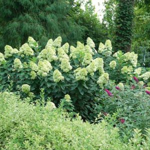Hydrangea Paniculata Limelight Prime, Limelight Prime Hydrangea, Hydrangea Limelight Prime, Panicle Hydrangea Limelight Prime, Dwarf Hydrangea, Small Hydrangea