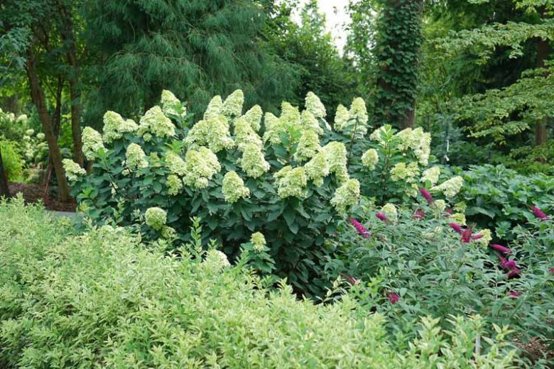 Hydrangea Paniculata Limelight Prime, Limelight Prime Hydrangea, Hydrangea Limelight Prime, Panicle Hydrangea Limelight Prime, Dwarf Hydrangea, Small Hydrangea