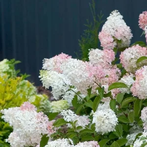 Hydrangea Paniculata 'Little Lamb', 'Little Lamb' Hydrangea, Hydrangea 'Little Lamb', Panicle Hydrangea 'Little Lamb', Dwarf Hydrangea, Small Hydrangea