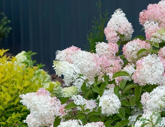 Hydrangea Paniculata 'Little Lamb', 'Little Lamb' Hydrangea, Hydrangea 'Little Lamb', Panicle Hydrangea 'Little Lamb', Dwarf Hydrangea, Small Hydrangea
