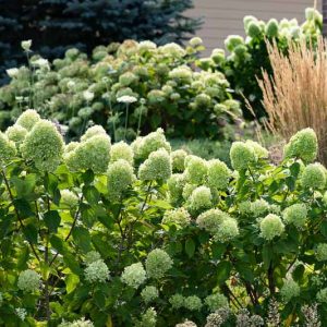 Hydrangea Paniculata Little Lime, Little Lime Hydrangea, Hydrangea Little Lime, Panicle Hydrangea Little Lime, Hydrangea paniculata 'Jane', Dwarf Hydrangea, Small Hydrangea