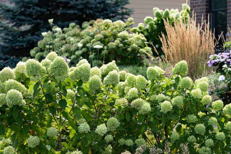 Hydrangea Paniculata Little Lime, Little Lime Hydrangea, Hydrangea Little Lime, Panicle Hydrangea Little Lime, Hydrangea paniculata 'Jane', Dwarf Hydrangea, Small Hydrangea