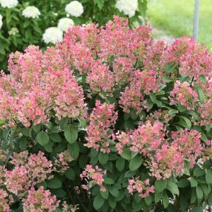 Quick Fire Hydrangea, Hydrangra paniculata Quick Fire, Pancile Hydrangea