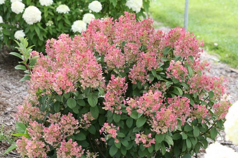 Quick Fire Hydrangea, Hydrangra paniculata Quick Fire, Pancile Hydrangea
