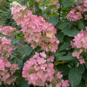 Hydrangea Paniculata Pink Diamond, Pink Diamond Hydrangea, Hydrangea 'Pink Diamond', Panicle Hydrangea 'Pink Diamond', Paniculate Hydrangea 'Pink Diamond',  Pink Hydrangea, Hardy Hydrangea