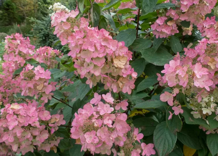 Hydrangea Paniculata Pink Diamond, Pink Diamond Hydrangea, Hydrangea 'Pink Diamond', Panicle Hydrangea 'Pink Diamond', Paniculate Hydrangea 'Pink Diamond',  Pink Hydrangea, Hardy Hydrangea