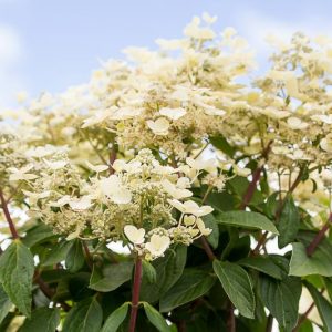 Hydrangea Paniculata Quick Fire, Quick Fire Hydrangea, Hydrangea Quick Fire, Panicle Hydrangea Quick Fire, Hydrangea paniculata 'Bulk', Dwarf Hydrangea, Small Hydrangea