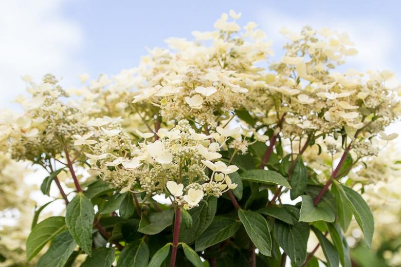 Hydrangea Paniculata Quick Fire, Quick Fire Hydrangea, Hydrangea Quick Fire, Panicle Hydrangea Quick Fire, Hydrangea paniculata 'Bulk', Dwarf Hydrangea, Small Hydrangea