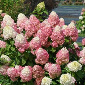 Hydrangea Paniculata Quick Fire Fab, Hydrangea Quick Fire Fab, Quick Fire Fab Hydrangea, Dwarf Hydrangea, Small Hydrangea