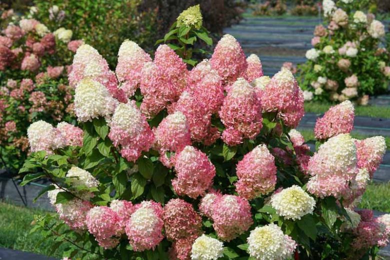 Hydrangea Paniculata Quick Fire Fab, Hydrangea Quick Fire Fab, Quick Fire Fab Hydrangea, Dwarf Hydrangea, Small Hydrangea