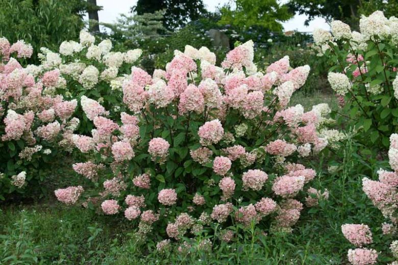 Hydrangea Paniculata Sundae Fraise, Strawberry Sundae Hydrangea, Hydrangea Sundae Fraise, Panicle Hydrangea Sundae Fraise, Paniculate Hydrangea Sundae Fraise, Hydrangea paniculata 'Strawberry Sundae',