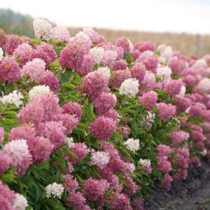 Hydrangea Paniculata Zinfin Doll, Zinfin Doll Hydrangea, Hydrangea Zinfin Doll, Panicle Hydrangea Zinfin Doll, Paniculate Hydrangea Zinfin Doll, Pink hydrangea, Small Hydrangea, Hardy Hydrangea