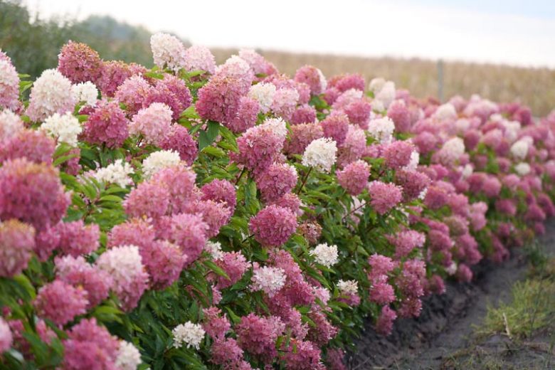 Hydrangea Paniculata Zinfin Doll, Zinfin Doll Hydrangea, Hydrangea Zinfin Doll, Panicle Hydrangea Zinfin Doll, Paniculate Hydrangea Zinfin Doll, Pink hydrangea, Small Hydrangea, Hardy Hydrangea
