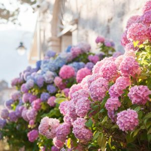 Hydrangea, Bigleaf Hydrangea, Hydrangea macrophylla, Oakleaf Hydrangea, Panicle Hydrangea, Smooth Hydrangea, Mountain Hydrangea