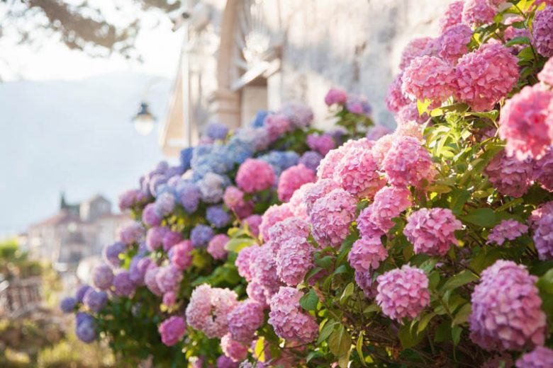 Hydrangea, Bigleaf Hydrangea, Hydrangea macrophylla, Oakleaf Hydrangea, Panicle Hydrangea, Smooth Hydrangea, Mountain Hydrangea