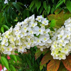 Hydrangea Quercifolia, Oak Leaf Hydrangea, Oakleaf Hydrangea, Oak-leaf Hydrangea, white flowers, white hydrangea, Hydrangea Bush