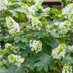 Hydrangea Quercifolia 'Snow Queen',Snow Queen Oak Leaf Hydrangea, Snow Queen Oakleaf Hydrangea, Oak Leaf Hydrangea 'Snow Queen', Oakleaf Hydrangea 'Snow Queen', Hydrangea quercifolia 'Flemygea', white hydrangea, Hydrangea Bush
