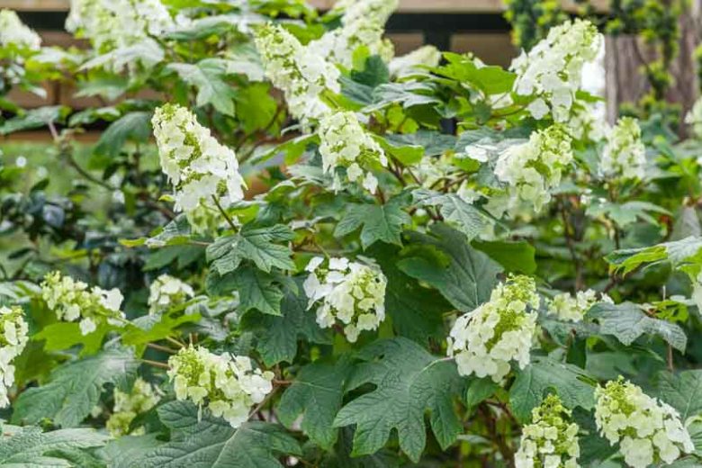 Hydrangea Quercifolia 'Snow Queen',Snow Queen Oak Leaf Hydrangea, Snow Queen Oakleaf Hydrangea, Oak Leaf Hydrangea 'Snow Queen', Oakleaf Hydrangea 'Snow Queen', Hydrangea quercifolia 'Flemygea', white hydrangea, Hydrangea Bush