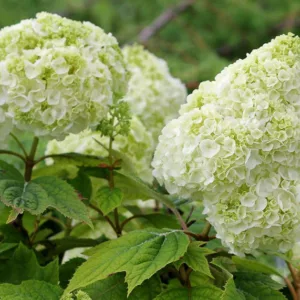 Hydrangea Quercifolia Gatsby Moon, Gatsby Moon Oak Leaf Hydrangea, Gatsby Moon Oakleaf Hydrangea, Oak Leaf Hydrangea Gatsby Moon®, Oakleaf Hydrangea Gatsby Moon®, Hydrangea quercifolia 'Brother Edward', White Hydrangea, Hydrangea Bush