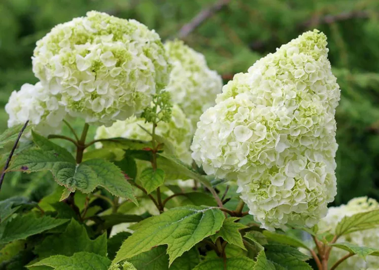 Hydrangea Quercifolia Gatsby Moon, Gatsby Moon Oak Leaf Hydrangea, Gatsby Moon Oakleaf Hydrangea, Oak Leaf Hydrangea Gatsby Moon®, Oakleaf Hydrangea Gatsby Moon®, Hydrangea quercifolia 'Brother Edward', White Hydrangea, Hydrangea Bush