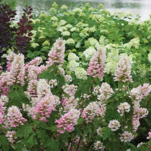 Hydrangea Quercifolia Gatsby Gatsby Pink Oak Leaf Hydrangea, Gatsby Pink Oakleaf Hydrangea, Oak Leaf Hydrangea Gatsby Pink®, Oakleaf Hydrangea Gatsby Pink®, Hydrangea quercifolia 'JoAnn', Pink Hydrangea, Pink Oak leaf Hydrangea, Hydrangea Bush