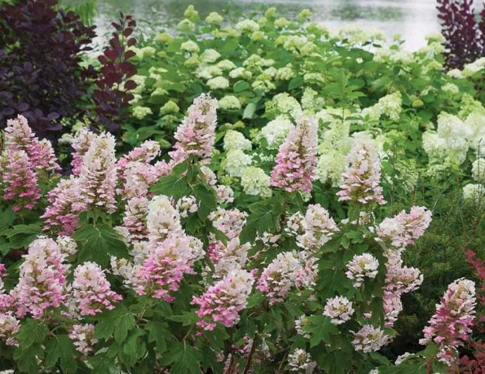 Hydrangea Quercifolia Gatsby Gatsby Pink Oak Leaf Hydrangea, Gatsby Pink Oakleaf Hydrangea, Oak Leaf Hydrangea Gatsby Pink®, Oakleaf Hydrangea Gatsby Pink®, Hydrangea quercifolia 'JoAnn', Pink Hydrangea, Pink Oak leaf Hydrangea, Hydrangea Bush