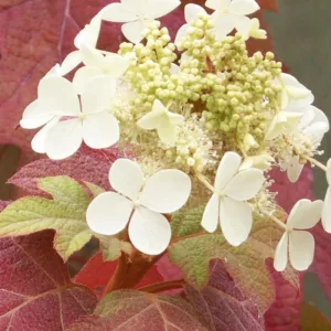 Hydrangea Quercifolia Little Honey,Little Honey Oak Leaf Hydrangea, Little Honey Oakleaf Hydrangea, Oak Leaf Hydrangea Little Honey, Oakleaf Hydrangea Little Honey, Hydrangea quercifolia 'Brihon', Hydrangea quercifolia 'Little Honey', white hydrangea, Hydrangea Bush